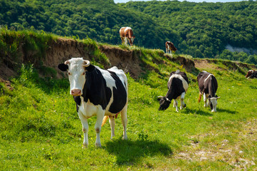 Fototapeta premium Lifestyle concept beautiful green valley landscape on background Panoramic photo of flock of cows.on the pasture in the sunny day.