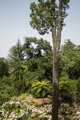 Fototapeta na wymiar Garden in Quinta da Regaleira, Sintra, Portugal