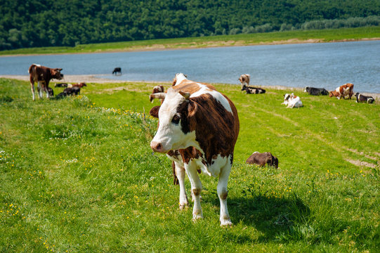 Lifestyle concept beautiful river valley landscape on background  Panoramic photo of flock of cows on the river in the sunny day.