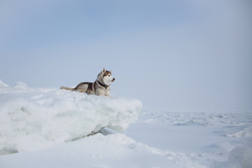 Prideful husky dog is lying on the ice floe and looking into the distance. Portrait of Siberian husky on the snow on the frozen Okhotsk sea and forest background on Sakhalin Island.