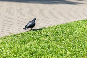 Pigeon walks along the path near the lawn in the park