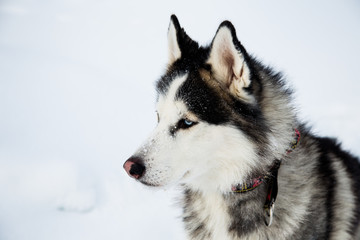 Profile Portrait of Siberian Husky dog black and white color with blue eyes is on the snow on the frozen sea. Close up of husky dog is observing iced seas in winter