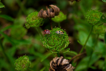 Bugs on green plant