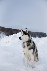 Black and white husky dog with blue eyes is sitting on the snow and looking afar. Profile Portrait of Siberian husky on ice floe on the frozen Okhotsk sea and forest background.