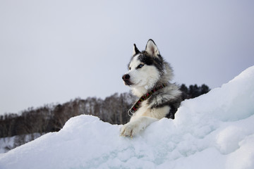 Profile Portrait of Black and white Siberian husky with blue eyes on the snow on the frozen sea. Very Serious husky dog is lying on the ice floe and observing the endless seas