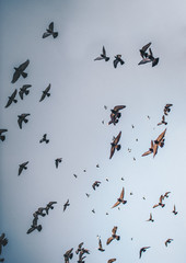 Birds in the sky