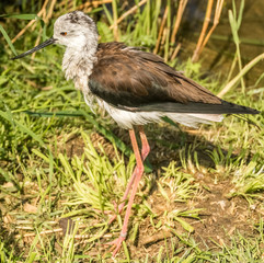 Bird in the grass portrait