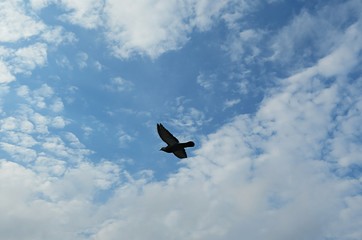 Bird flies on heart shape sky background