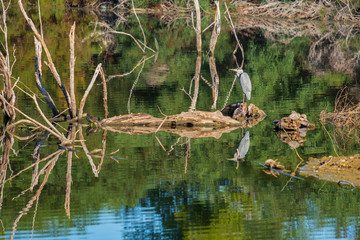 Grey heron (Ardea cinerea) beautifully reflected in Athalassa Lake in Cyprus on a beautiful sunny morning