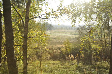 Obraz premium лес