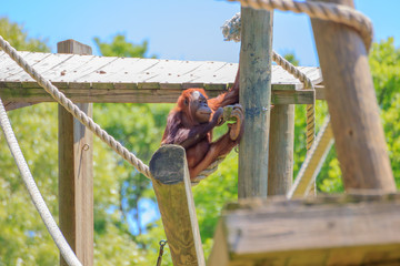 a baby orangutan playing by itself.