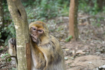 Müder Affe