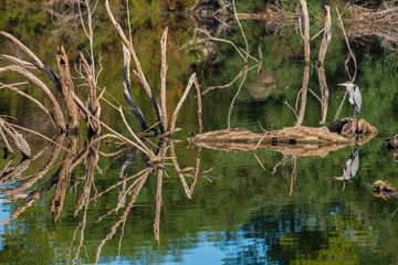 Grey heron (Ardea cinerea) beautifully reflected in Athalassa Lake in Cyprus on a beautiful sunny morning