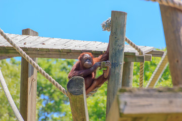 a baby orangutan playing by itself.