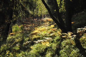 Obraz premium лес