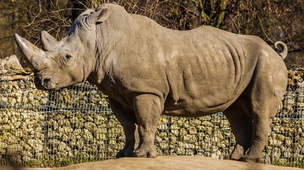 Fototapeta premium Big rhinoceros portrait
