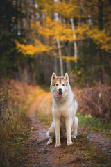 Portrait of gorgeous Siberian Husky dog sitting in the bright enchanting fall forest