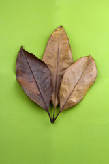 top view autumn dry leaves on a green background