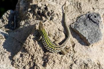 Lizard wondering around Pompeii ruins