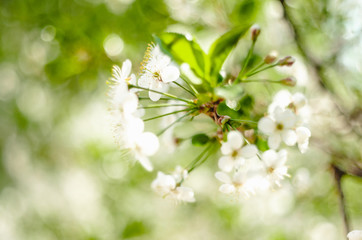 snow-white Apple tree