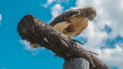 Buzzard on wood