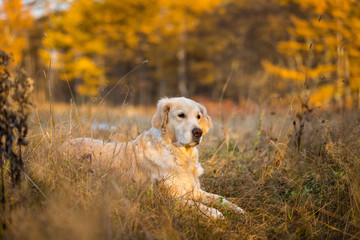 Portrait of beautiful dog breed golden retriever lying in the bright autumn forest at sunset