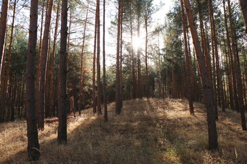 Waldlichtung bei Herbstsonne, Sonnenstrahlen zwischen den Bäumen