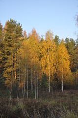 Fototapeta premium осень