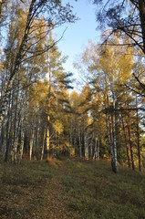 Fototapeta premium осень