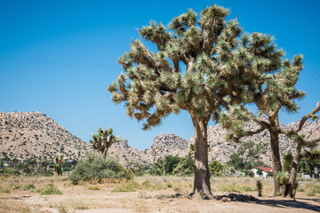Giant Joshua Tree in Pioneertown, California