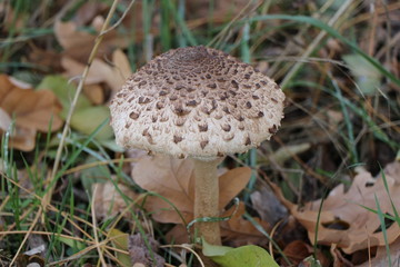 Pilz im Herbst