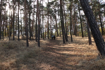 Waldlichtung bei Herbstsonne, Sonnenstrahlen zwischen den Bäumen