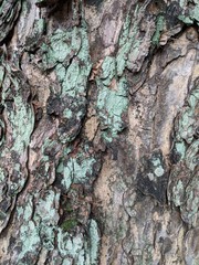 Close up of an old tree bark