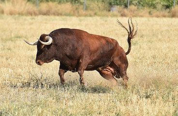toro en el campo