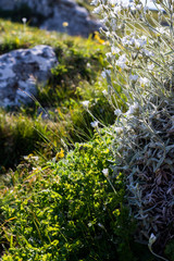 Obraz premium mountain flowers