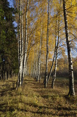 Fototapeta premium осень