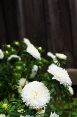  white flowers - asters on a dark wooden fence        