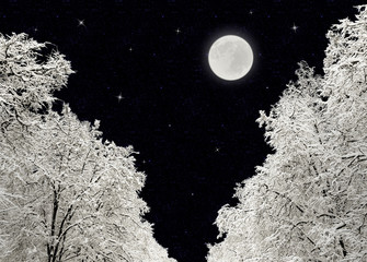 Winter night. Full moon in the starry sky. Trees under snow closeup. Magic landscape.