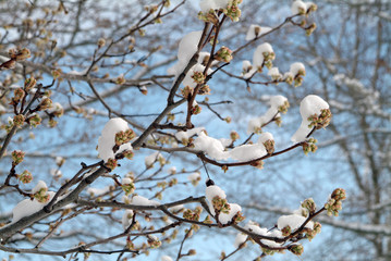 Snow on tree with buds