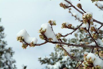 Snow on tree with buds