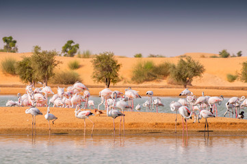 Flamingos paddling in the muddy waters of a muddy lagoon at an oasis Al Qudra Lakes in the desert in the United Arab Emirates.