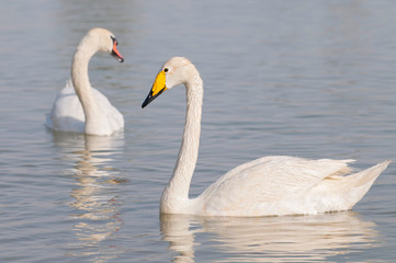 Whooper Swans (Cygnus cygnus) swimming at an oasis lagoon Al Qudra Lakes in the desert in the United Arab Emirates in Arabia.