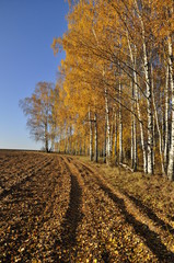 Naklejka premium осень