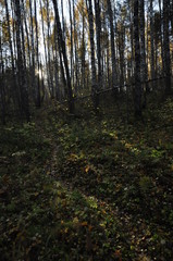 Obraz premium осень