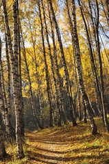 Obraz premium осень