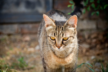 cat in garden