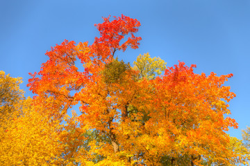Fototapeta premium trees in autumn