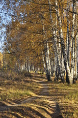 Fototapeta premium осень