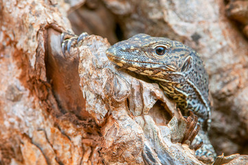 Monitor lizard (Varanus) looking out of a tree hole, Sri Lanka, Yala National Park.