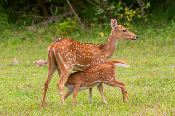 The chital or cheetal (Axis axis), also known as spotted deer or axis deer, Yala National park, Sri...
